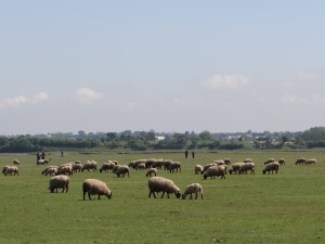 Les moutons