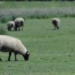 Quelques moutons