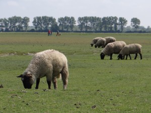 Moutons de pré-salé sur les grèves