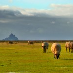 moutons de pré-salé en baie du Mont Saint Michel