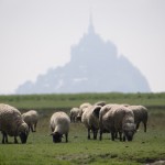 Moutons de pré-salé devant le Mont Saint Michel