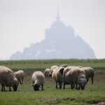 Moutons de pré-salé devant le Mont Saint Michel