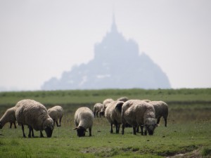 Moutons de pré-salé devant le Mont Saint Michel