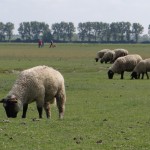 Moutons de pré-salé sur les grèves